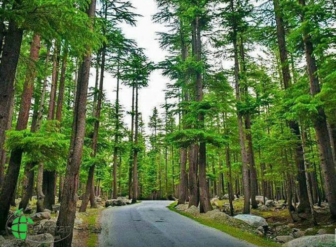 Ushu Forest & Kalam