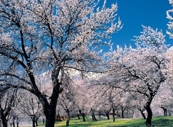 Cherry Blossom Hunza
