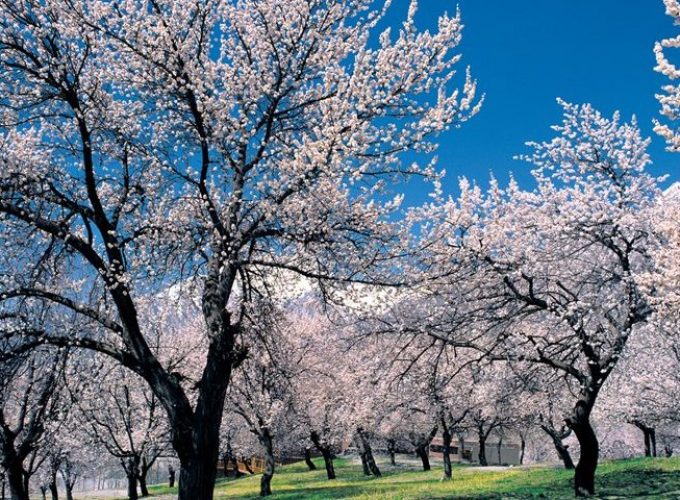 Cherry Blossom Hunza