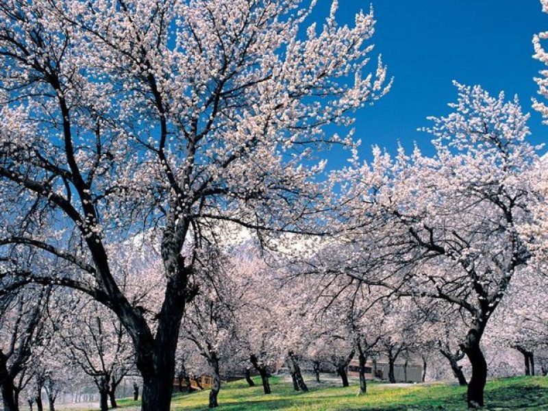 Cherry Blossom Hunza