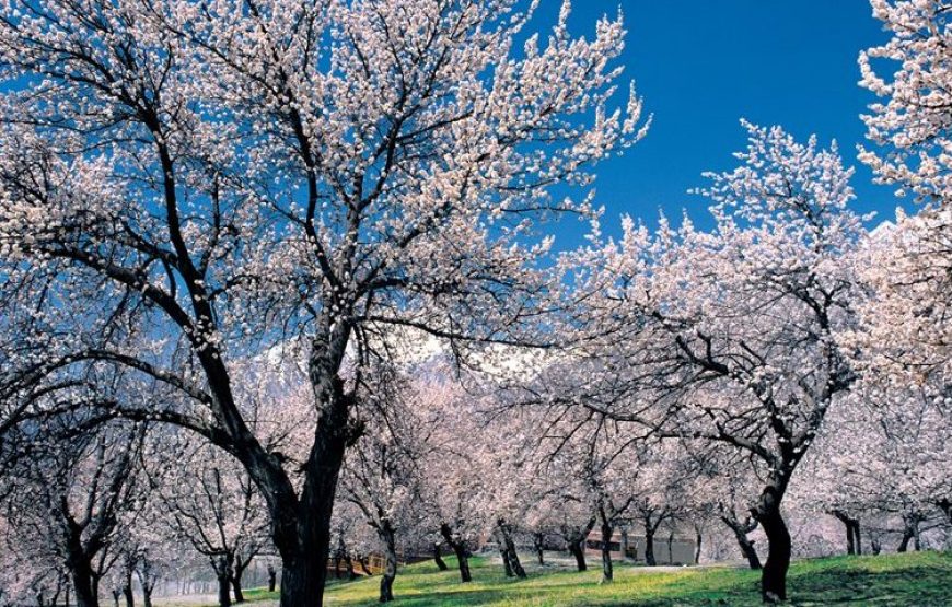 Cherry Blossom Hunza