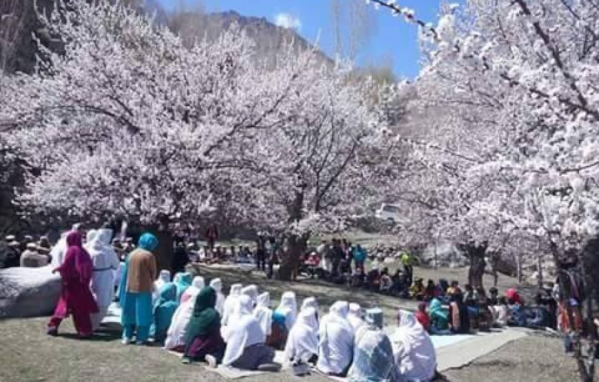 Cherry Blossom Hunza
