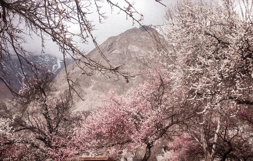 Cherry Blossom Hunza