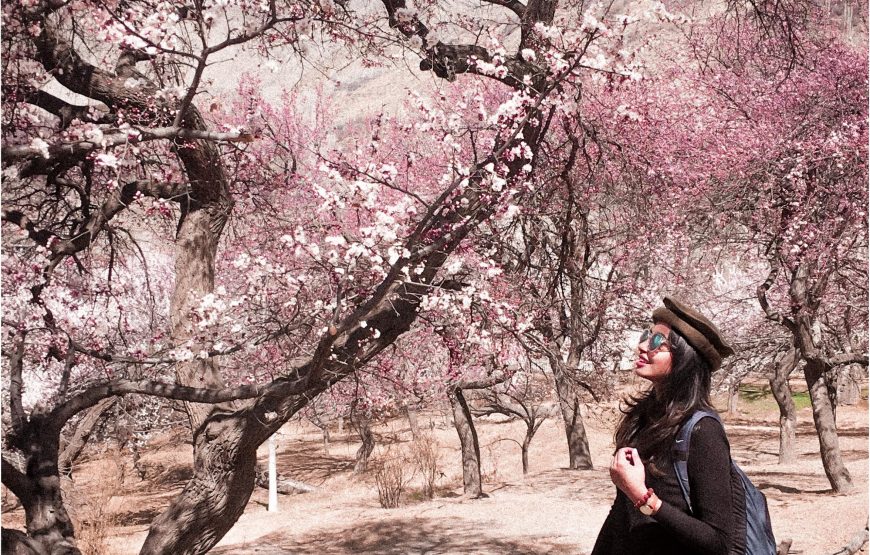 Cherry Blossom Hunza