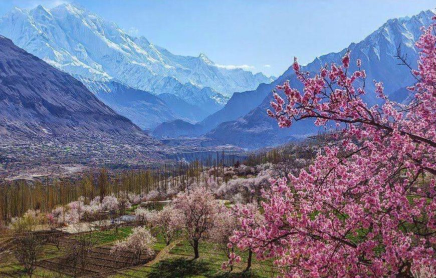 Cherry Blossom Hunza