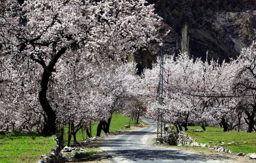 Cherry Blossom Hunza